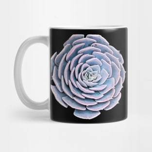 Echeveria Blue Mug